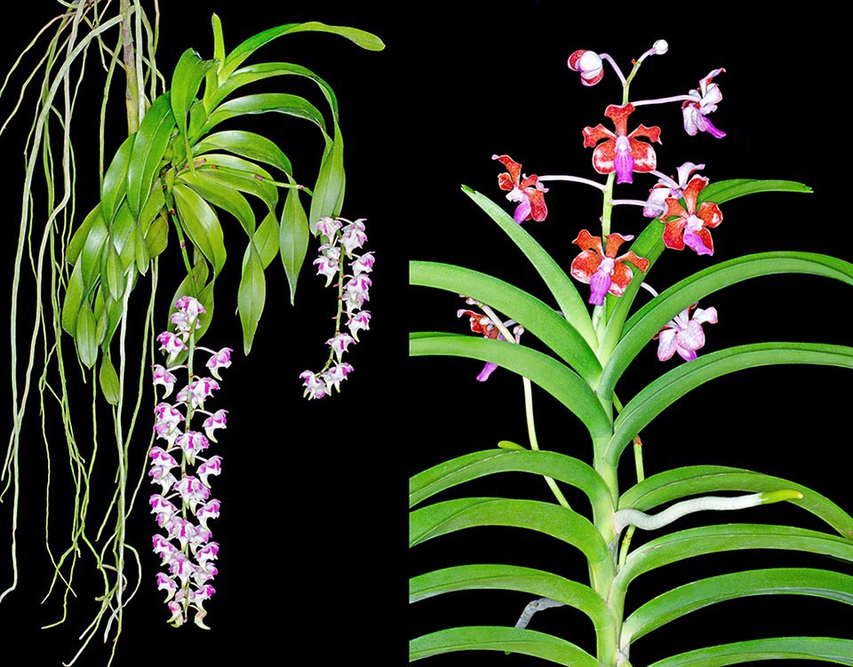 Orchidaceae monopodiali 