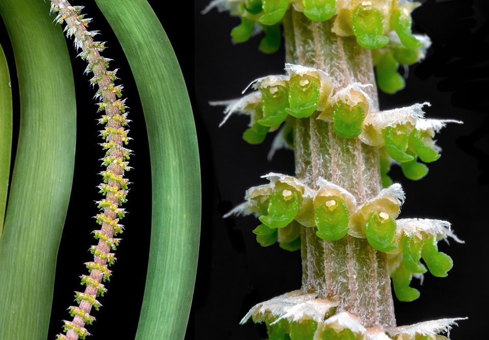 Inflorescence of Oberonia cholichophylla and very enlarged detail of flowers. This species belongs to the tribe Malaxideae, boasting 2000 species of orchids