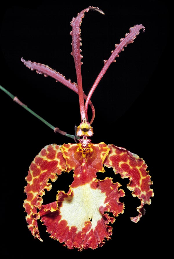 Orchidaceae che imitano le farfalle : Oncidium kramerianum