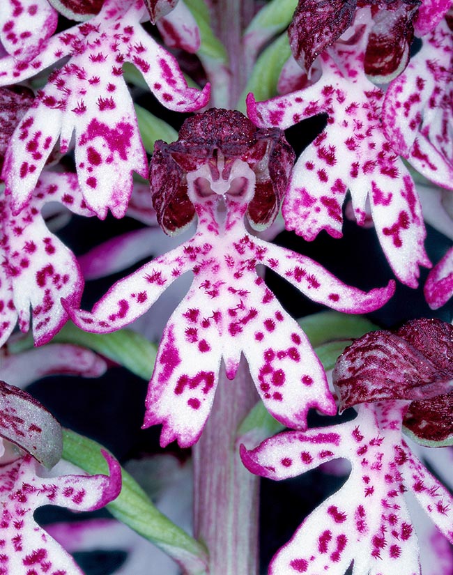 Orchis purpurea