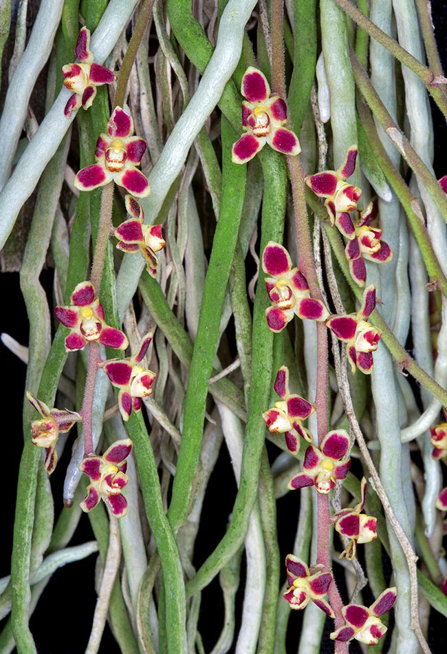 Orchids aerial roots