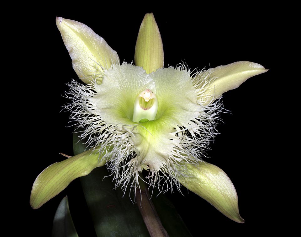 RHYNCHOLAELIA DIGBYANA