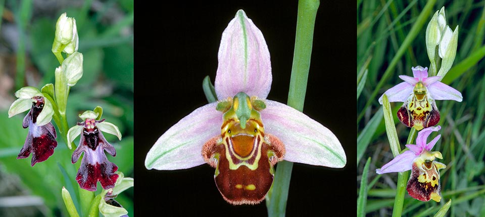 Orchids imitating insects