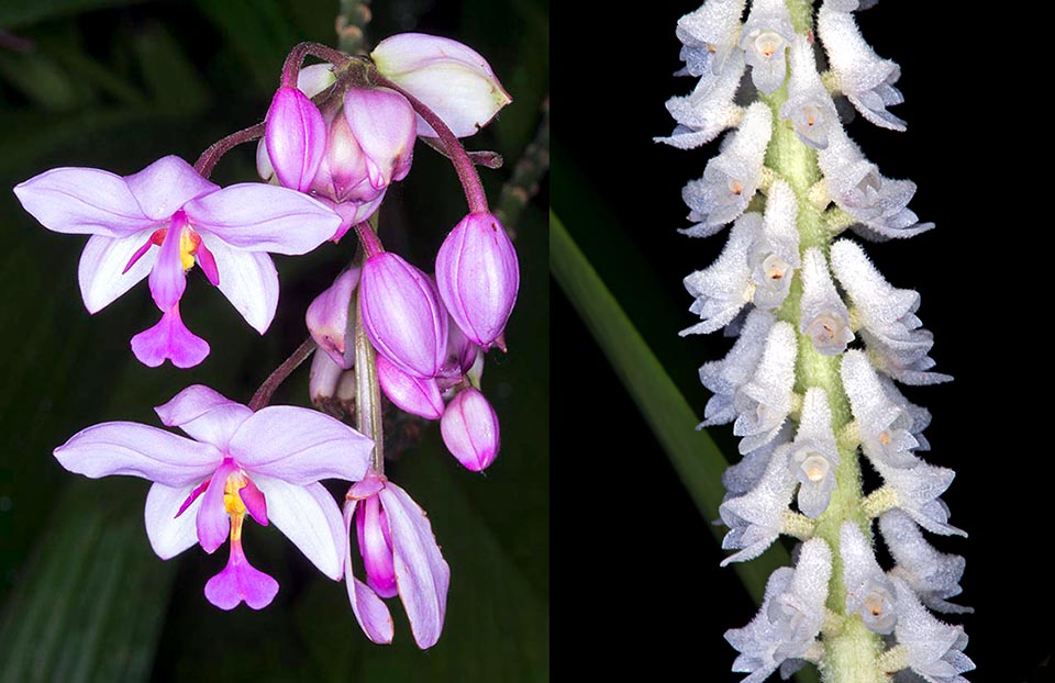 SPATHOGLOTTIS PLICATA, Ascidieria longifolia