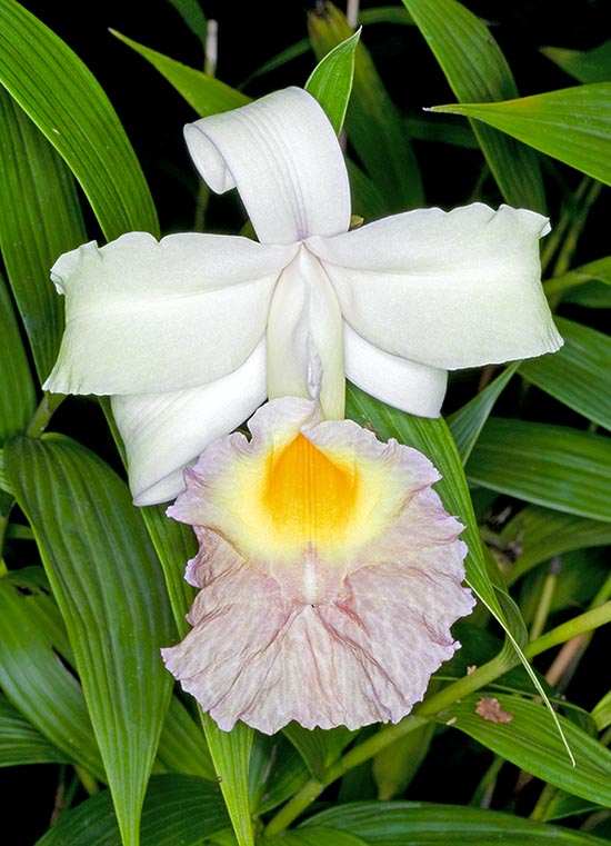 Sobralia xantholeuca