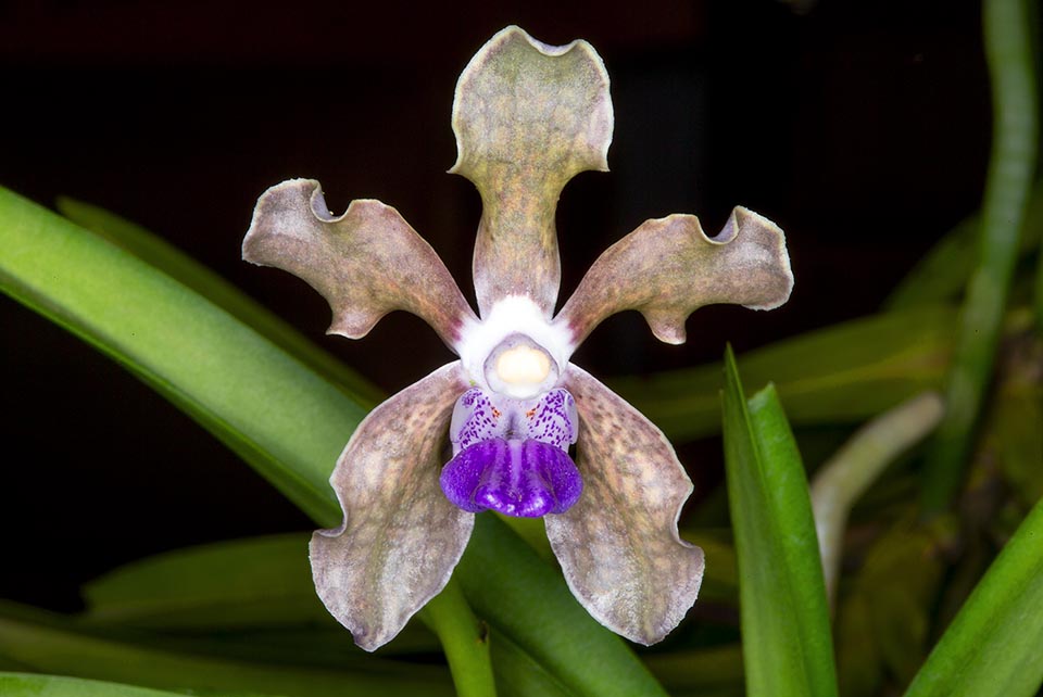 Orchidaceae con virtù medicinali: Vanda tessellata.
