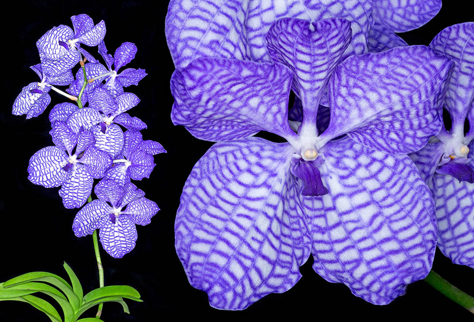 Vanda coerulea. Orchids are one of the richest and more diffused families in the vegetable kingdom