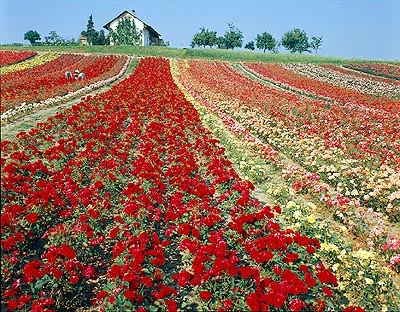 Champ de roses © Giuseppe Mazza