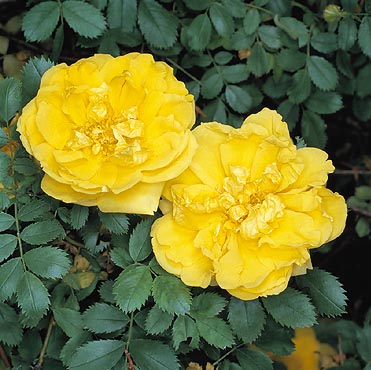 Rosa foetida persiana © Giuseppe Mazza