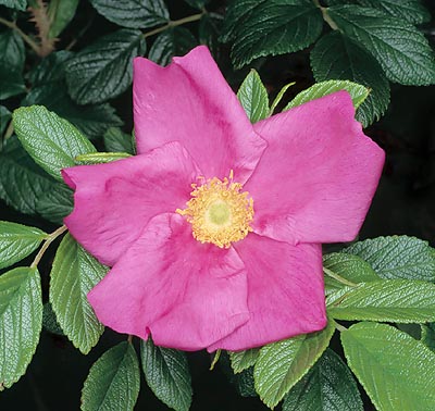 Rosa rugosa 'Scabrosa' © Giuseppe Mazza