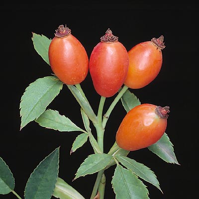 Cinorrodi di Rosa canina © Giuseppe Mazza