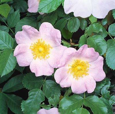 Rosa canina © Giuseppe Mazza