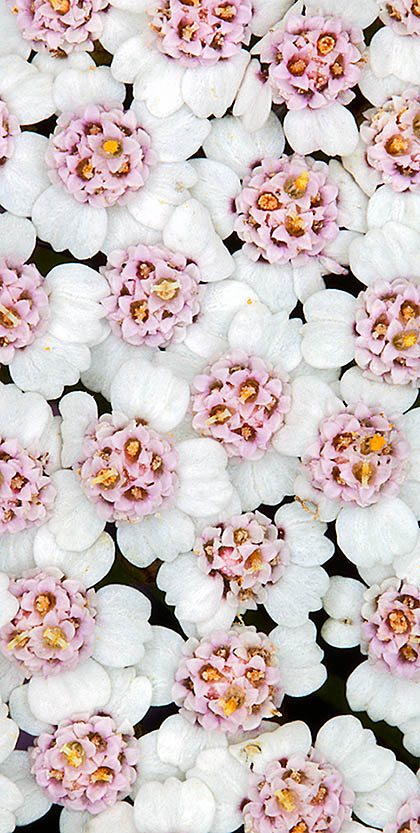 Achillea millefolium © Giuseppe Mazza