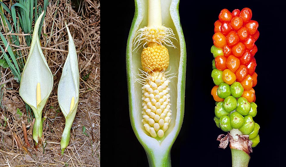 Arum italicum. Inflorescences with spathe; section of the basl part with male, female and sterile flowers; ripening fruits © Giuseppe Mazza