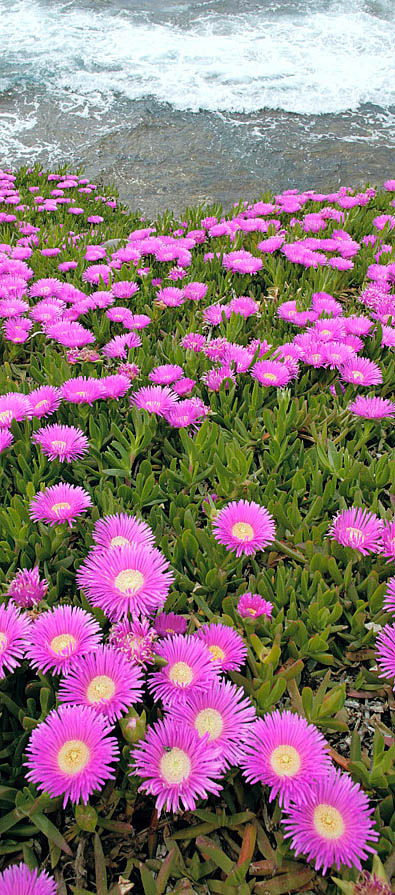 Carpobrotus acinaciformis © Giuseppe Mazza