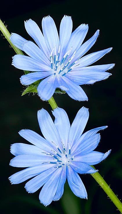 Cichorium intybus © Giuseppe Mazza