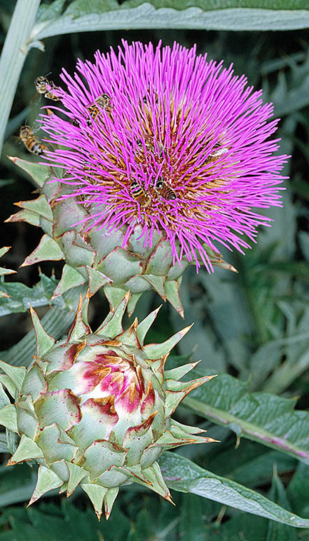 Cynara scolymus © Giuseppe Mazza