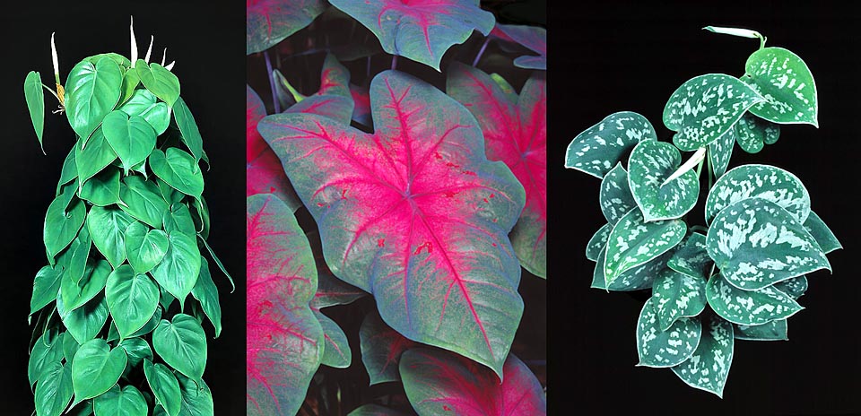 Leaves of Philodendron hederaceum, Caladium bicolor and Scindapsus pictus © Giuseppe Mazza