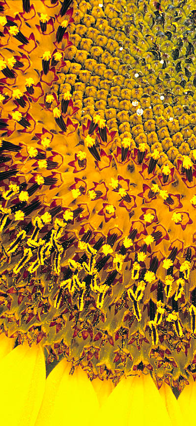 Particolare del capolino di Helianthus annuus © Giuseppe Mazza