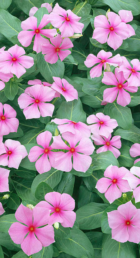 Catharanthus roseus © Giuseppe Mazza