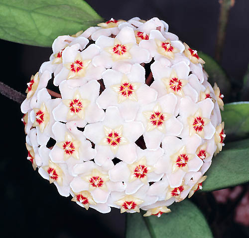 Hoya carnosa © Giuseppe Mazza