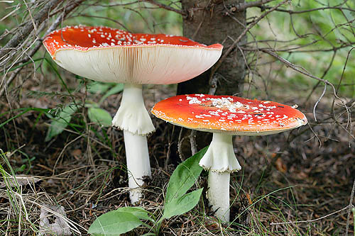 Amanita muscaria © Giuseppe Mazza