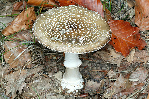 Amanita pantherina © Giuseppe Mazza