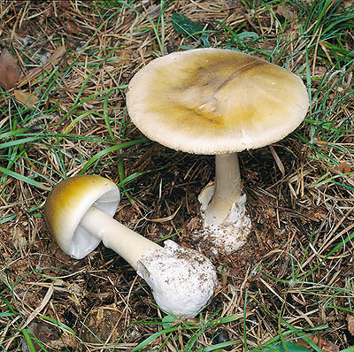 Amanita phalloides © Giuseppe Mazza