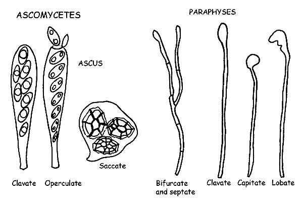 Asci and Paraphyses © Maria Tullii