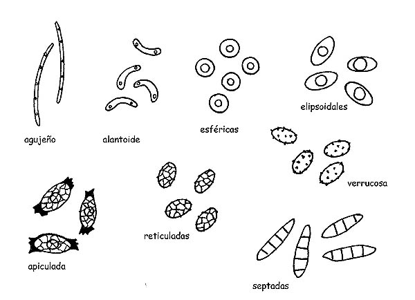 Esporas © Maria Tullii