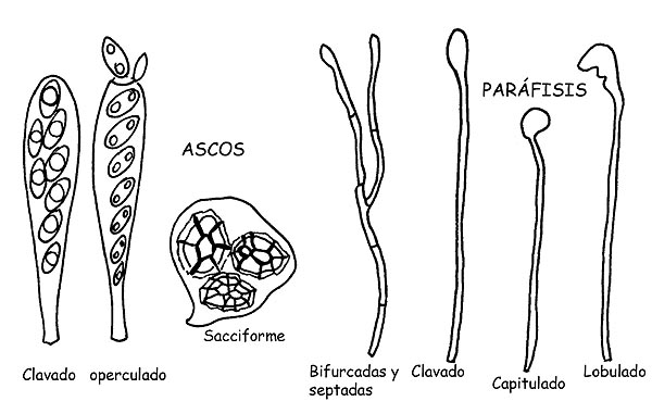 Ascos y paráfisis © Maria Tullii