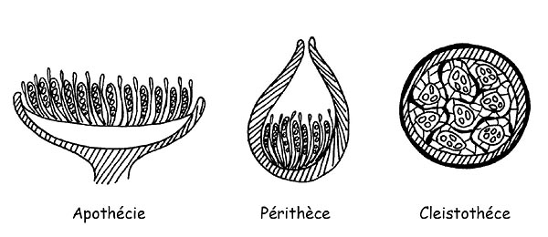 Ascomycètes © Maria Tullii