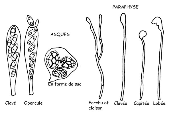 Asques et Paraphyses © Maria Tullii