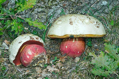 Boletus satanas © Giuseppe Mazza