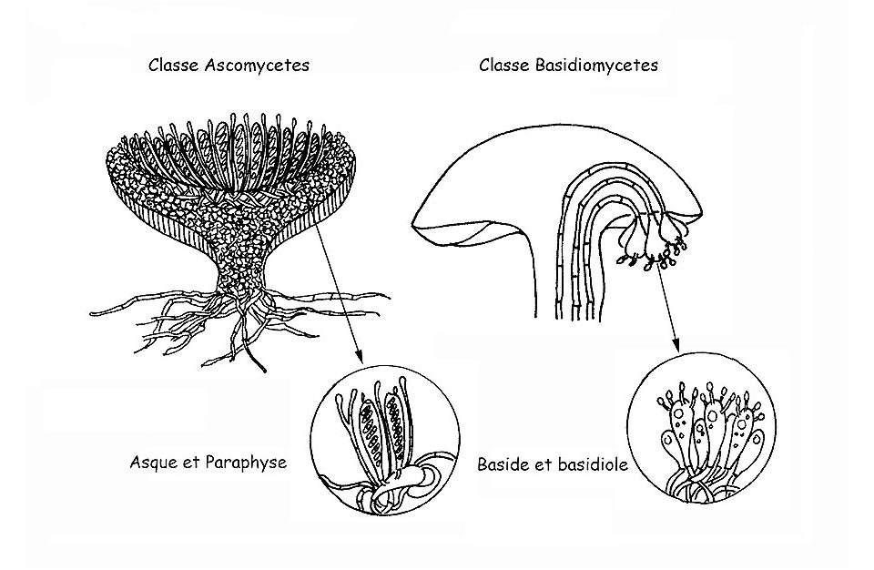 Champignons supérieurs © Maria Tullii