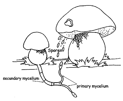 Mushroom reproductive cycle © Maria Tullii