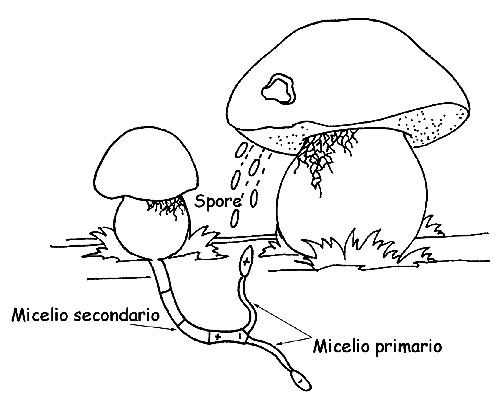 Ciclo riproduttivo dei funghi © Maria Tullii