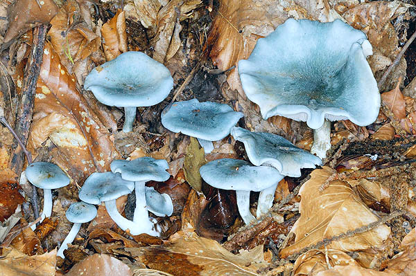 Clitocybe odora, a mushroom decomposer of litter © Giuseppe Mazza Mazza