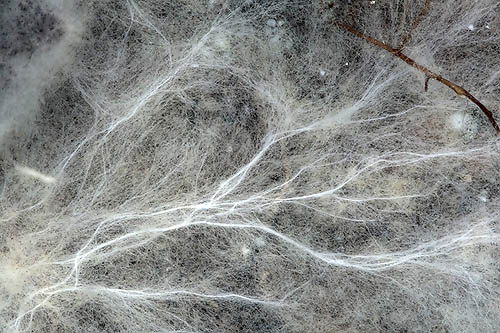 Cordoni miceliari nel sottosuolo © Giuseppe Mazza