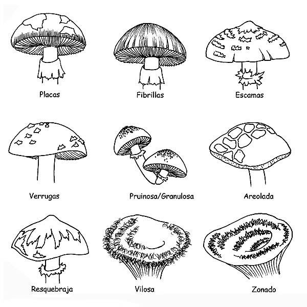 Fungi - Monaco Nature Encyclopedia