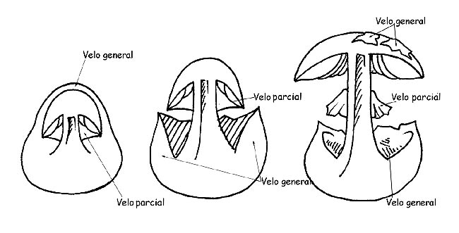 Desarrollo de los velos © Maria Tullii