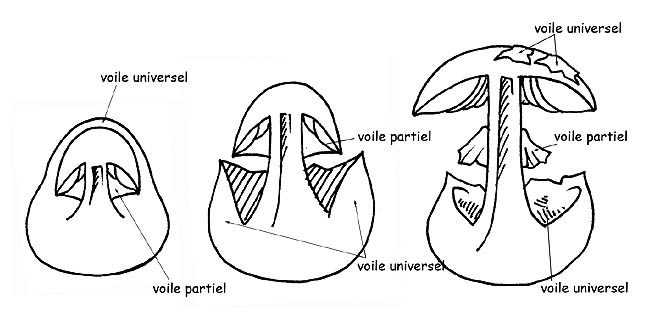 Développement des voiles © Maria Tullii