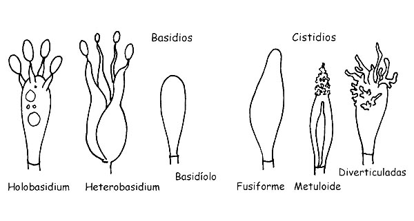 Estructura de los Basidiomycetes © Maria Tulliii