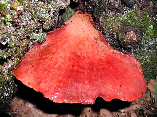 Fistulina hepatica © Giuseppe Mazza