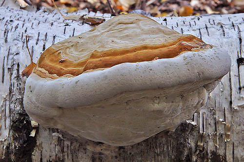 Il Fomes fomentarius servía en la antiguedad para encender el fuego © Pierluigi Angeli