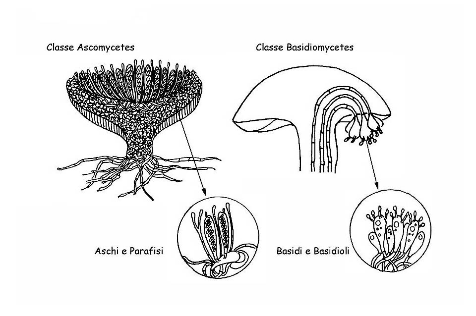 Funghi superiori © Maria Tullii