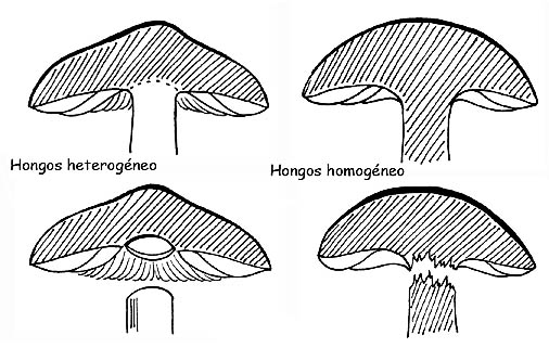 Homogeneidad del hongo © Maria Tullii