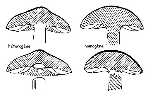 Homogénéité du champignon © Maria Tullii