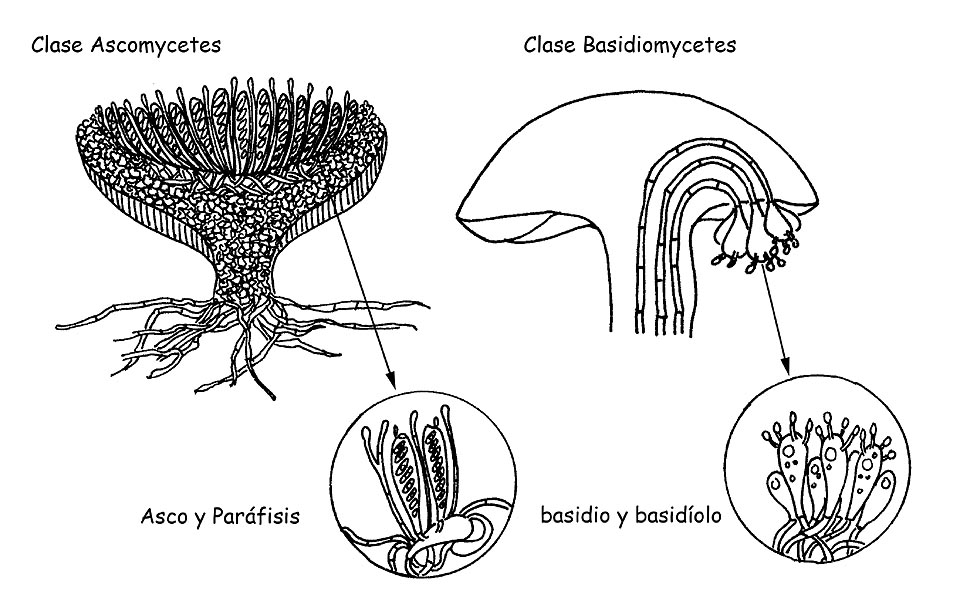 Hongos superiores © Maria Tullii