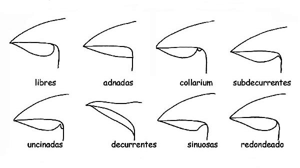 Inserción de las laminillas © Maria Tullii